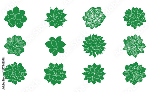 Set of 12 green succulent plants in top view isolated on transparent background