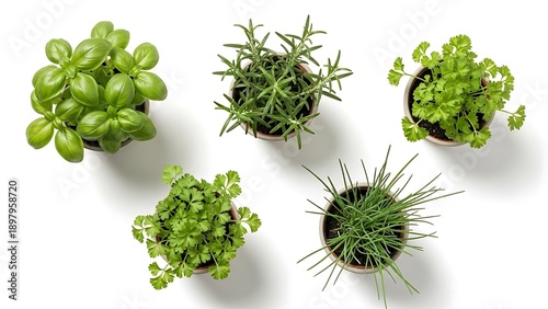 Overhead View Of Five Potted Herbs Including Basil Rosemary Parsley And Chives image photo