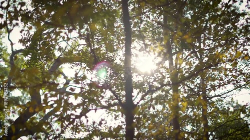Sun rays filtering through the tree leaves in Delhi, India.