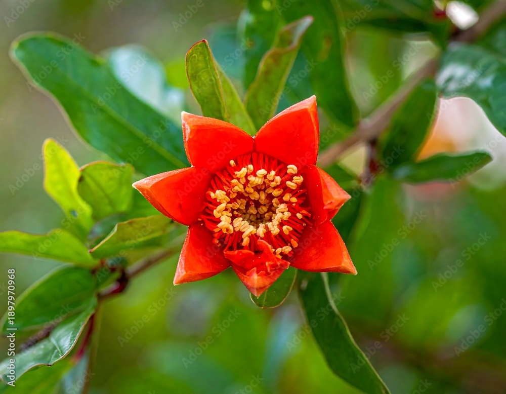 Obraz premium A vibrant orange flower with yellow stamens surrounded by green leaves