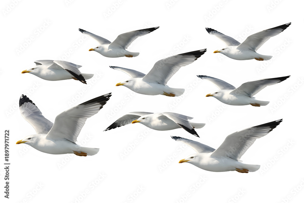 Obraz premium Isolated Group of Seagulls Flying Against White.