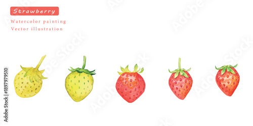 水彩で描いたイチゴのベクターイラストセット