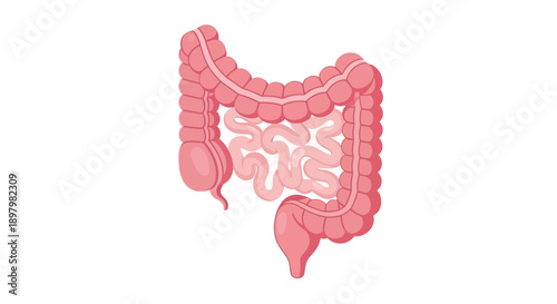 Illustration of the human large intestine and internal organs