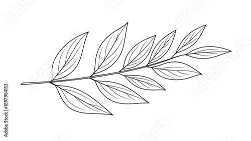 Detailed line art illustration of a single botanical branch with pointed leaves isolated on a white background for design.