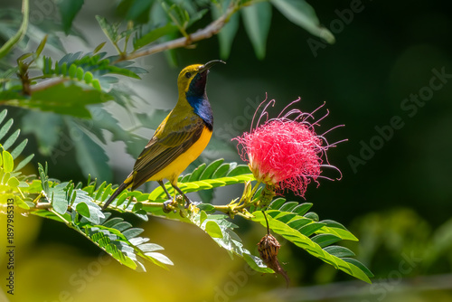 Olive-backed Sunbird - Cinnyris jugularis, small yellow and black sunbird from Southeast Asian gardens and woodlands, Queensland, Australia.