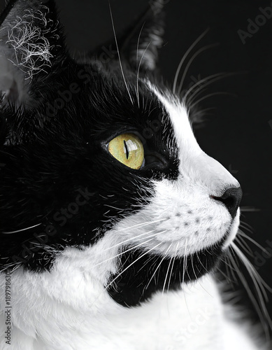 Black-and-white cat portrait. Yellow eye stares intensely to the right in soft focus against a black backdrop