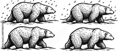 Illustrated set of four walking bears in black and white hand drawn wildlife animals in natural movement poses