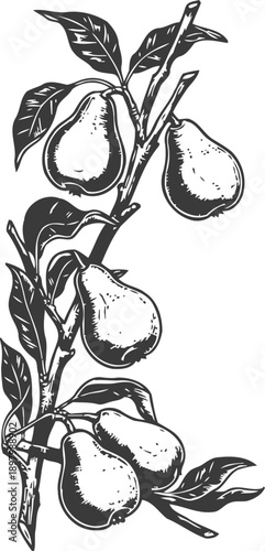 black and white illustration of a pear branch with leaves and multiple ripe pears hanging