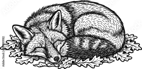 Sleeping fox curled up on oak leaves detailed black and white line art illustration