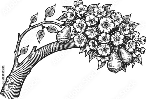 Branch with blooming flowers and hanging pears vintage botanical drawing, nature and fruit illustration