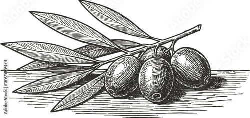 olive branch with leaves and ripe olives vintage botanical drawing of mediterranean fruit with textured shading and detailed lines