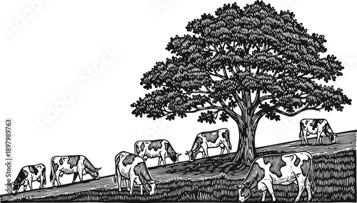 Cows grazing on grassy hillside under large tree rural pasture scene with peaceful farm animals