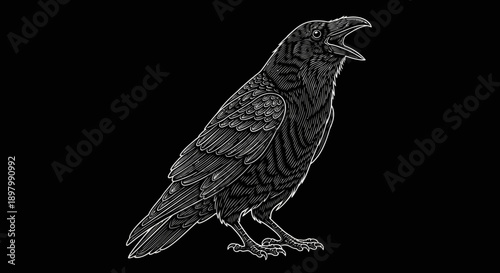 Detailed Raven Engraving Illustration. Vintage white line art etching of a standing crow cawing on a solid black background.
