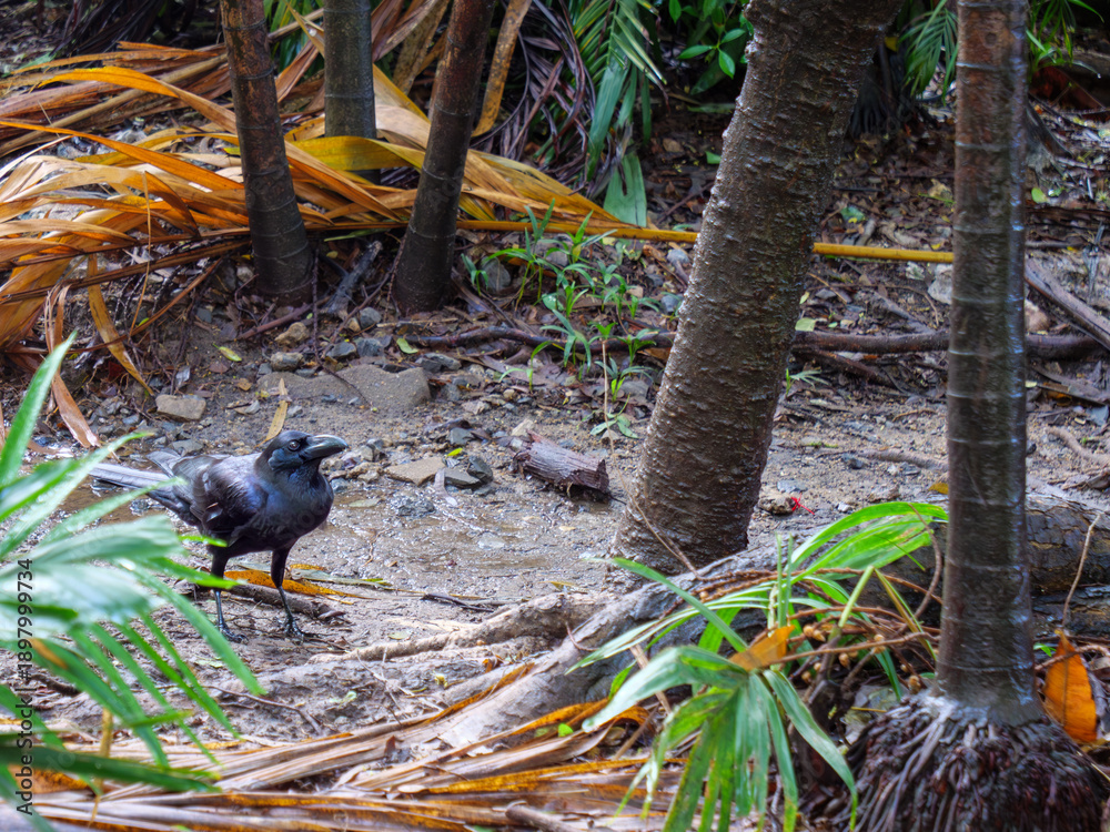 Obraz premium Black Crow Foraging on Wet Ground in Tropical Forest