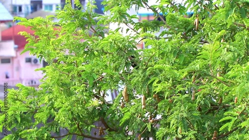 Wallpaper Mural Asian glossy starling bird red eyes tree top in Phuket Thailand. Torontodigital.ca