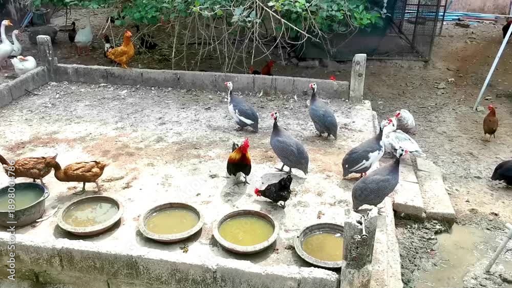 custom made wallpaper toronto digitalHelmeted guinea fowl chicken rooster duck ducks goose geese group.