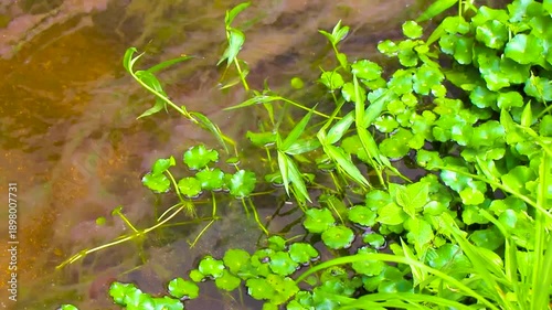 Wallpaper Mural Green tropical river lake stream with nature plants flowers Thailand. Torontodigital.ca