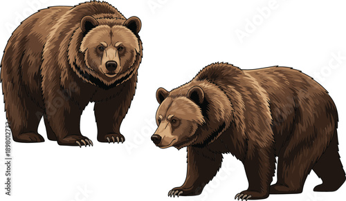 Detailed flat vector illustration set of two brown grizzly bears in front-facing and side-profile walking poses