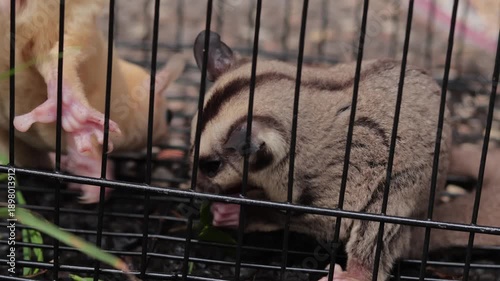 Sugar glider eating food inside black wire cage for exotic pet care concept