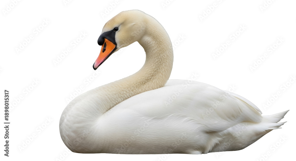Obraz premium Elegant mute swan PNG isolated on transparent background, graceful waterfowl with white feathers and orange beak, aquatic bird for design