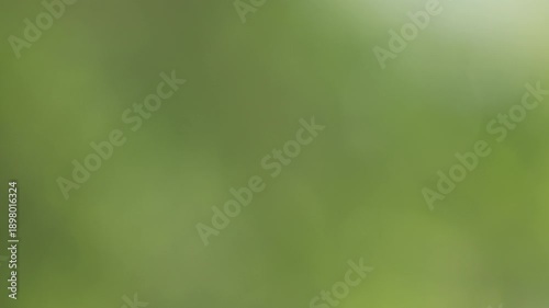 Abstract green bokeh background with soft natural light for organic design concept
