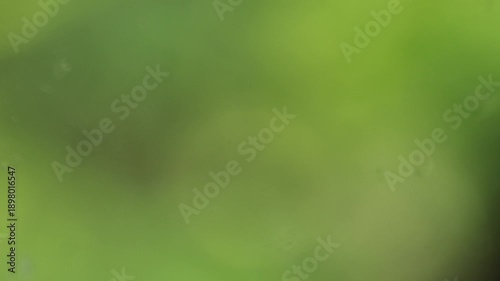 Abstract green foliage background with soft bokeh and natural light for organic design concept