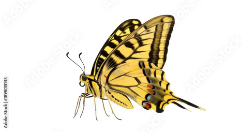 Tableau sur toile Eastern tiger swallowtail butterfly PNG isolated on transparent background, yell