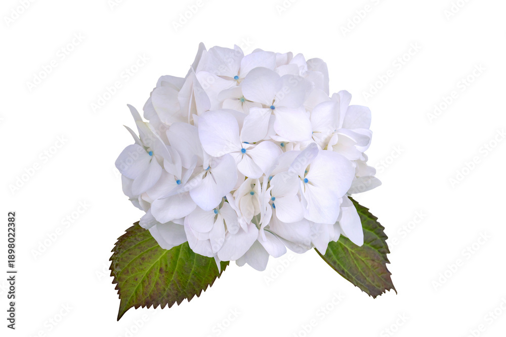 Obraz premium White hydrangea flower head isolated transparent png. Hydrangea macrophylla