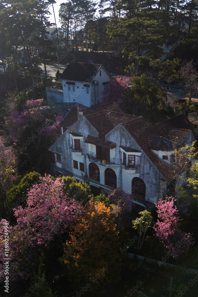 Obraz premium Aerial View of an ancient French villa with blooming pink cherry blossoms, Dalat, Vietnam