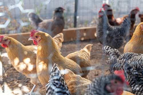 Chickens in a coop wandering around
