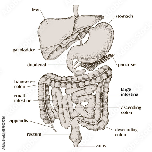 Human digestive system vector illustration