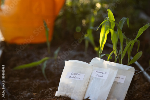 фотографія Seed packets beside freshly watered corn