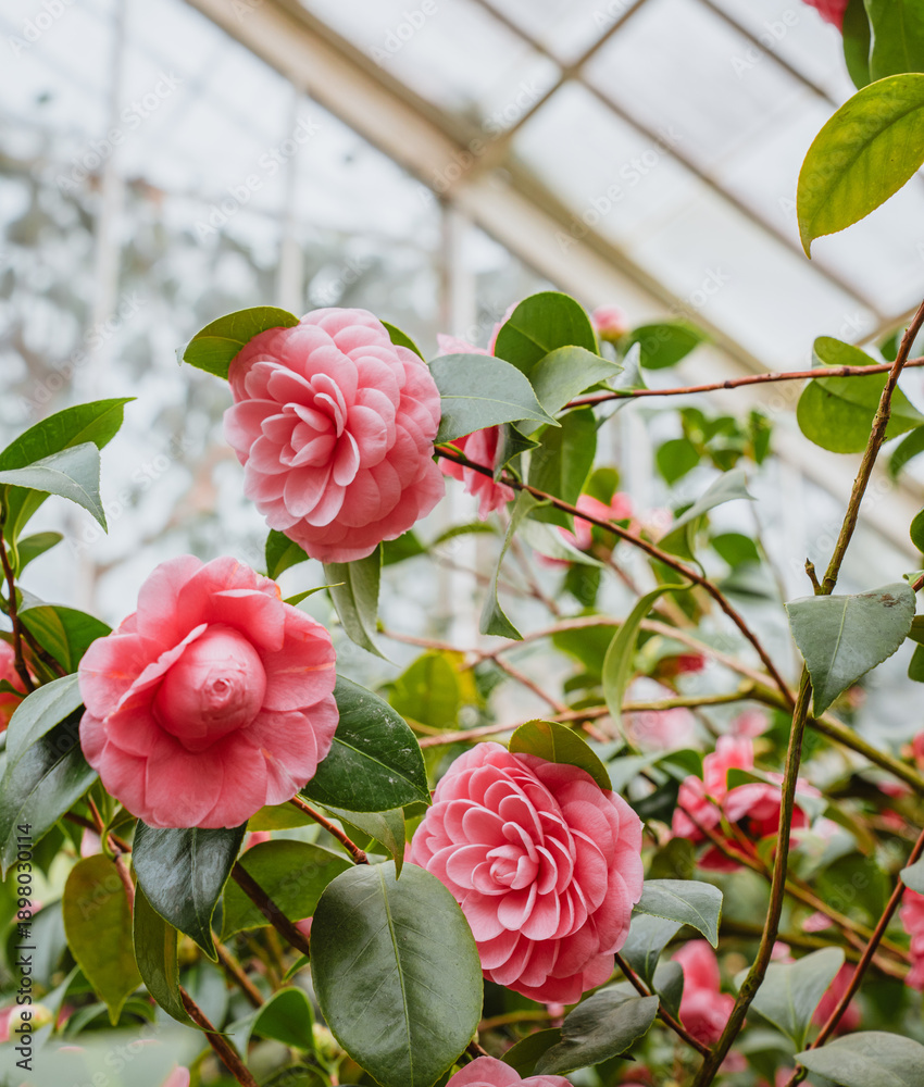 Fototapeta premium Pink Camellis Climbin Greenhouse Windows