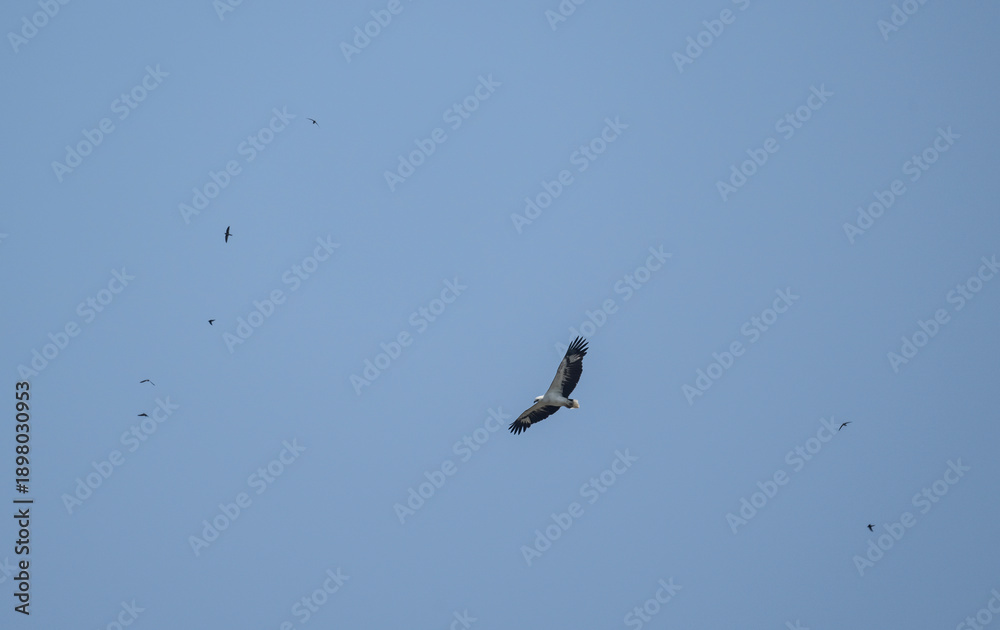 Obraz premium A close-up of a white-bellied sea eagle searching for food in the wild in Thailand