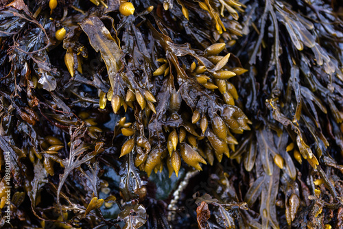 close-up of bladder wrack on the shoreline of Maine