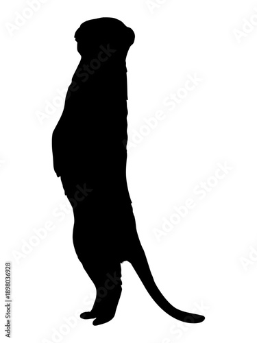 Silhouette of a meerkat standing on its hind legs. Realistic vector animal.