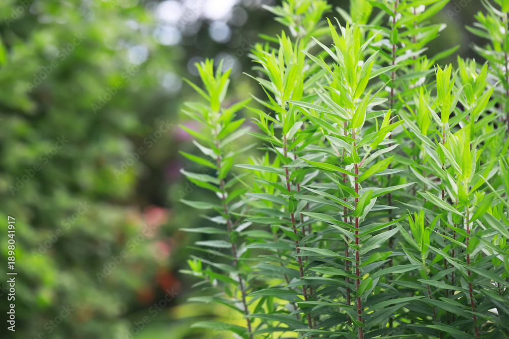 Obraz premium Vibrant Greenery: Lush, Sunlit Foliage Plant in a Serene Nature Garden Setting