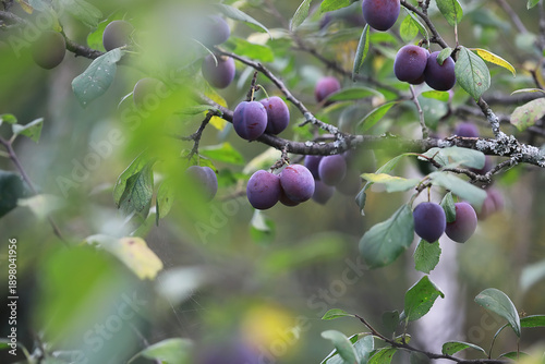 Tableau sur toile Purple Plums on Tree Branches in Orchard with Green Leaves and Out of Focus Back