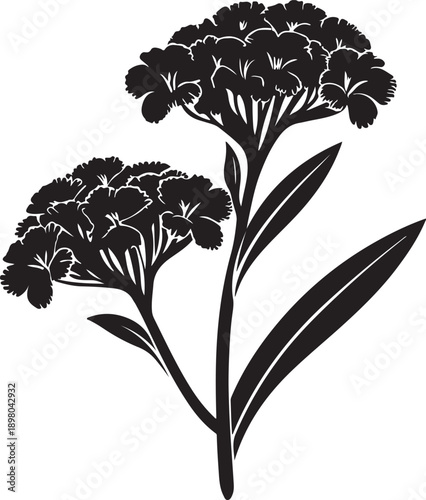 Striking Black Silhouette of a Flowering Plant with Dense Clusters isolated white background