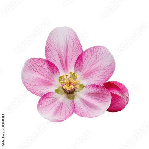 Pink Apple Blossom Flower Isolated Black Background