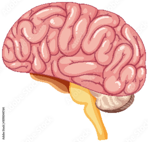 human brain anatomy