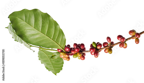 Bild auf Leinwand Fresh coffee branch with ripe red and green coffee cherries isolated on transparent background