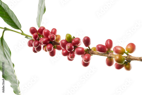 Konstfotografi Fresh coffee branch with ripe red and green coffee cherries isolated on transparent background