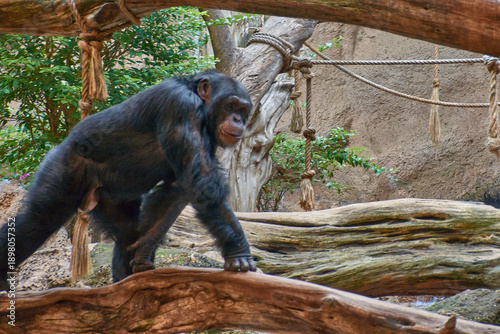 Chimpanzee,Pan troglodytes, in the conservation and animal welfare enclosure at Loro Parque in Tenerife, Spain