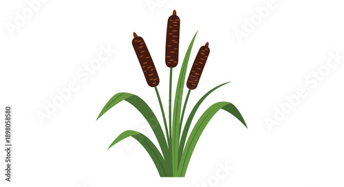 Illustration of three cattails with green leaves against a white background
