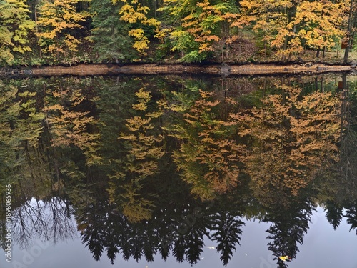 Fotografie dark trees with vibrant fall, symmetrical depiction of autumn forest with moody