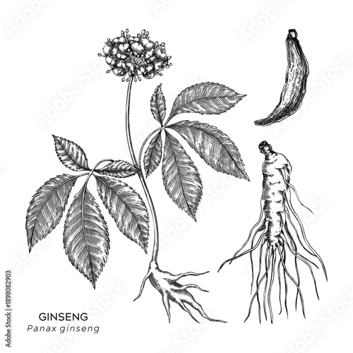 engraving; medical; ginseng; scientific; icon; dried; medicinal; herbs; healing; botanical; dietary; vitality; design; root; wellness; drawing; ginseng root; apothecary; vector; adaptogenic; biohackin