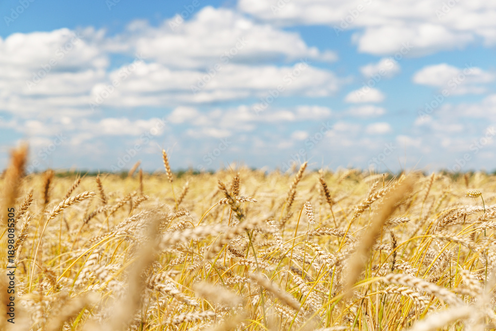 Naklejka premium Golden rye field swaying gently under the sun