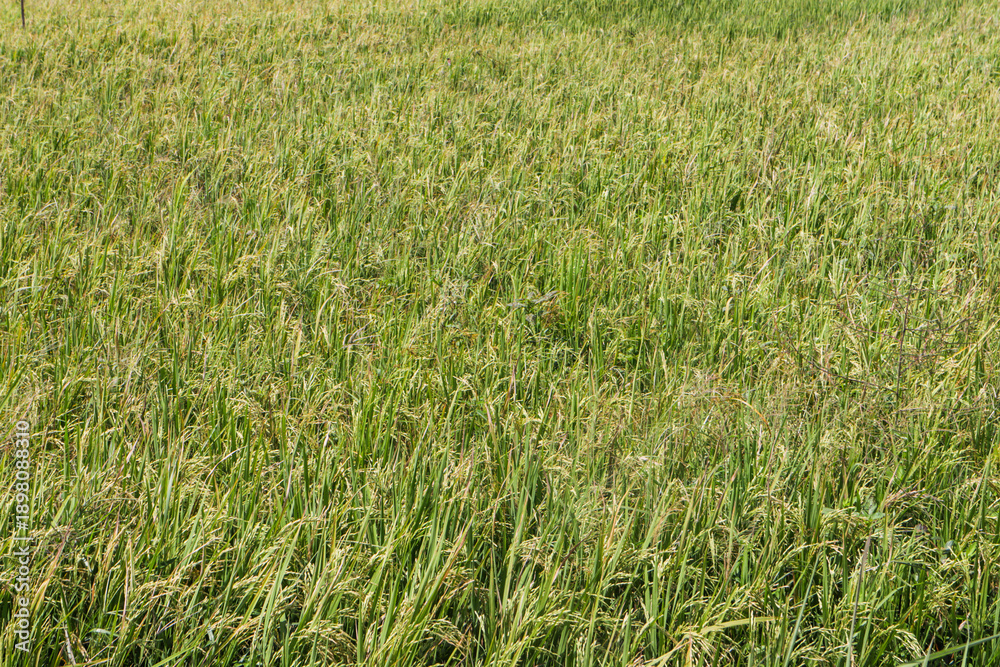 Fototapeta premium Natural Rice Paddy Texture Background with Green Leaves and Young Grains in Sunlit Agricultural Field