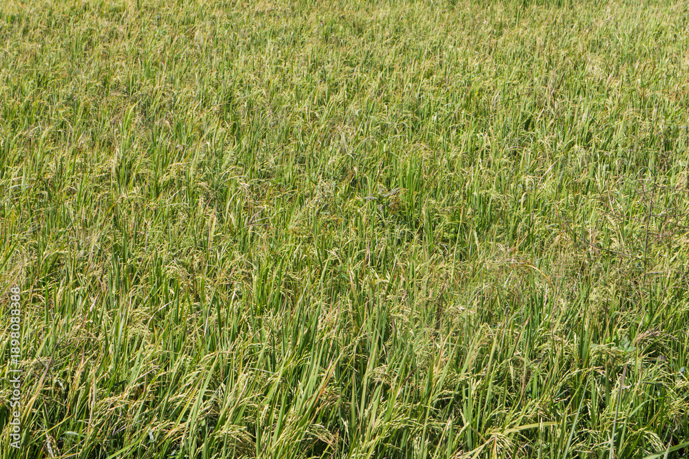 Fototapeta premium Lush Rice Paddy Field Texture Background with Vibrant Green Foliage and Ripening Grains for Agricultural Design